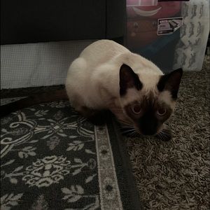 Meet your Posher, May